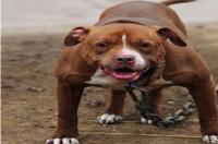 罗威纳，真的是那种遭人恨的恶犬吗？ 恶犬的大全
