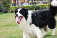 北京可以养边牧吗？ 北京可以养边境牧羊犬吗