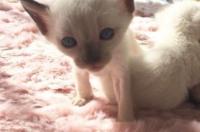 如何拜埃及猫神？ 埃及猫神是暹罗猫吗