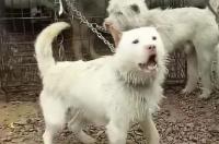 广西大型土猎犬？ 打大山土猎狗