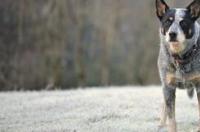 澳洲牧牛犬体味大吗？ 澳洲牧牛犬体味大吗