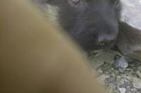 西德牧羊犬能卖多少？ 西德犬价格是多少