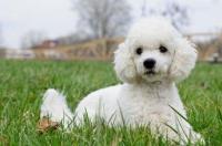十大最聪明小型犬排名？ 宠物狗聪明排名前十