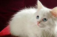 猫癣猫咪有什么症状，猫得了猫癣有什么症状？ 猫癣的10种症状