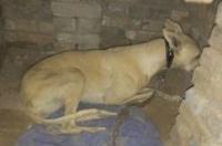 如何训练格力犬逮兔子？ 格力犬逮兔子2019