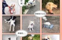 谁知道有什么免费领养狗狗的网站？ 南昌宠物领养中心网站