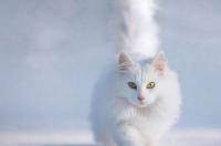 白毛猫品种？ 白猫品种大全
