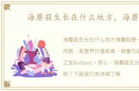 海蘑菇生长在什么地方，海蘑菇