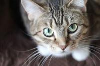 猫咪APP永久回家网址 猫咪无限播放次数入口