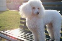 一岁贵宾犬大约多少斤？ 大型贵宾犬价格