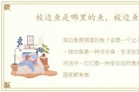 梭边鱼是哪里的鱼，梭边鱼