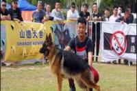 卡斯罗犬的优缺点？ 卡斯罗犬的优点和缺点喂养