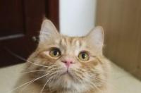 一只橘猫一个月吃多少？ 大橘猫大概多少钱一只