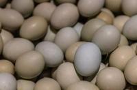 卵磷脂食物含量排名？ 卵磷脂食物含量排名