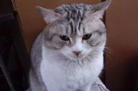 狗和猫一共有多少品种，还有所叫什么名字全部的名字写出来？ 猫品种大全及 名字