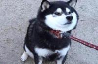 为什么男生喜欢用柴犬当头像？ 黑柴犬头像