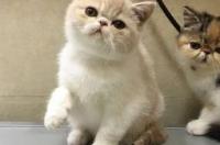 公加菲奶牛猫值多少钱？ 加菲猫价格大概多少钱一只