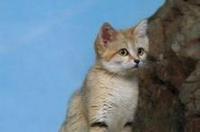 巴基斯坦沙猫介绍？ 巴基斯坦沙猫