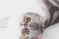 短毛布偶猫是什么品种？ 异国短毛猫有哪些品种