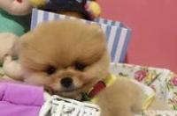 成都买狗狗的市场在哪里呢？ 成都买宠物狗去哪买好
