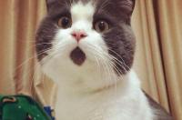猫的头像代表什么？ 猫咪头像大全