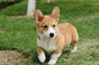 柯基犬如何养？ 柯基犬的喂养知识