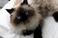 \u003c网球王子\u003e里的猫是什么品种？ 喜马拉雅品种的猫
