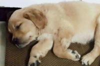 狗狗犬瘟有哪些症状？ 狗狗感染犬瘟的症状