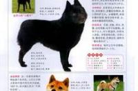 史其派克犬是不是猛犬？ 史奇派克犬