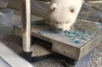 博美犬英系和美系的区别 美版博美和英版博美有啥区别