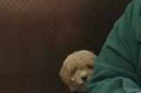 养贵宾犬好养吗，就是那种普通的，好像是迷你吧？ 迷你贵宾犬出售