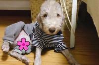 怎样鉴别贝灵顿？ 贝灵顿梗幼犬