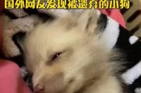 哪个品种的狗长得像狐狸？ 长得像狐狸的狗是什么狗