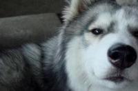 如何区别哈士奇犬和阿拉斯加犬？ 阿拉斯加狗跟哈士奇狗的区别