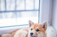 聪明的狗狗排行榜 犬聪明排名