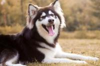 阿拉斯加犬的优缺点？ 阿拉斯加犬有什么特点