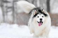 二哈大概多少钱一只？ 雪橇犬多少钱一只?