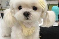 为什么马尔济斯犬那么贵？ 马尔济斯为什么那么贵