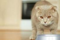 500元左右可以买什么宠物猫？ 500元以内的宠物猫