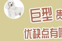 巨型贵宾的优点和缺点有哪些？ 巨型巨贵的欣赏