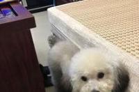 贵宾狗总共有多少种，分别是哪些？ 花贵宾犬大全