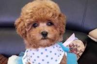 怎样辨别茶杯泰迪犬？ 茶杯白色泰迪幼犬大全