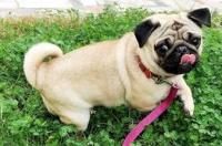 淘宝上巴哥犬为什么才10块钱？ 巴哥犬是土狗吗