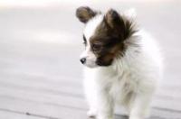 蝴蝶犬是哪国的狗狗？ 蝴蝶犬是哪个国家的狗