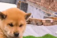 广西五红犬哪里有售 广西中华田园犬