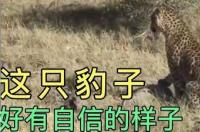 一只金钱豹真的可以打败8个藏獒吗？ 云南日报一只豹子和八只藏獒