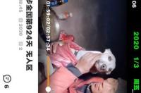 灵缇和惠比特的区别是什么？ 狗的品种灵缇是什么意思