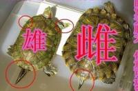巴西又称什么之国？ 巴西