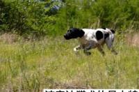 波音达猎犬哪里卖该犬是较古老的犬种？ 波音达猎犬狩猎