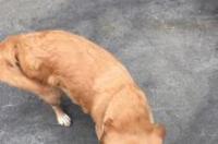 金毛的价格大概多少？ 金毛成犬价格